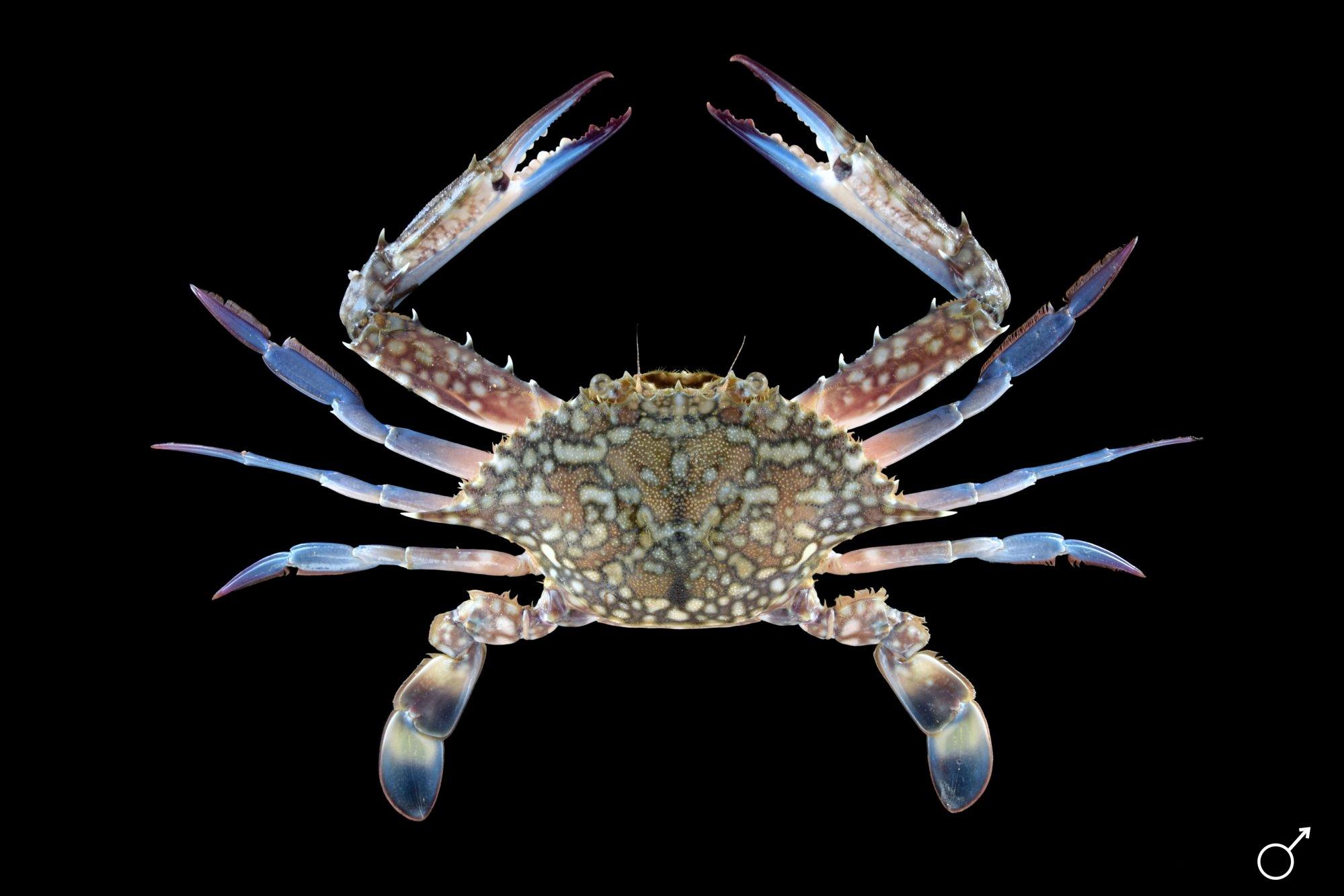 ภาพจาก Asian blue swimming crab (Portunus pelagicus) โดย Ondřej Radosta, ไม่ทราบปีที่เผยแพร่. Crab databased(https://www.crabdatabase.info/en/crabs/brachyura/eubrachyura/heterotremata/portunoidea/portunidae/portunus/portunus-reticulatus-13269). CC BY-NC