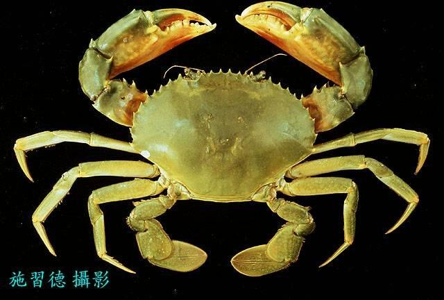ภาพจาก Scylla paramamosain. Crab Database. https://www.crabdatabase.info/en/crabs/brachyura/eubrachyura/heterotremata/portunoidea/portunidae/scylla/scylla-paramamosain-3181. CC BY-NC.