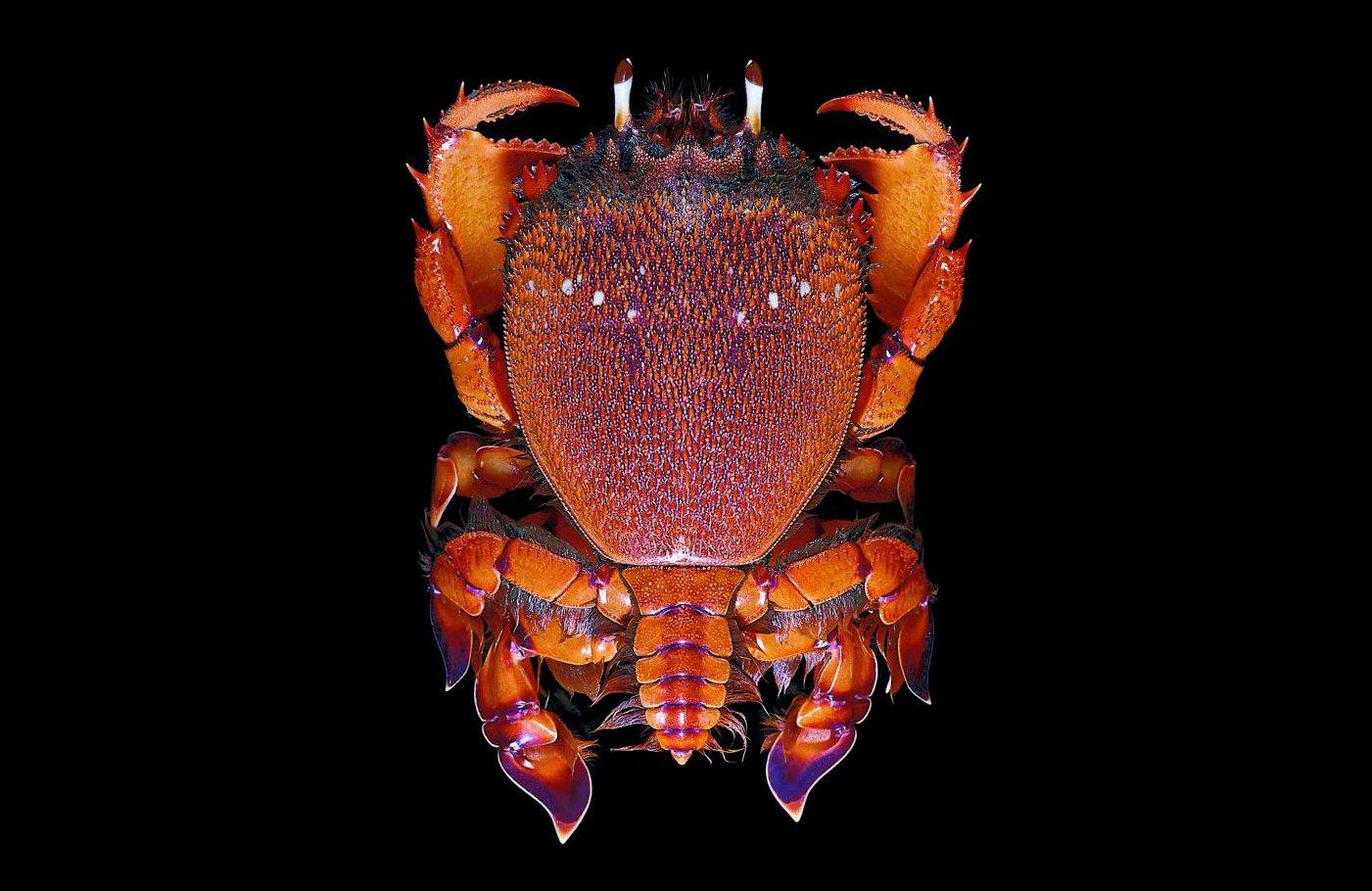 ภาพจาก Ranina ranina. Crab Database. https://www.crabdatabase.info/en/crabs/brachyura/eubrachyura/heterotremata/portunoidea/portunidae/scylla/scylla-paramamosain-3181. CC BY-NC.