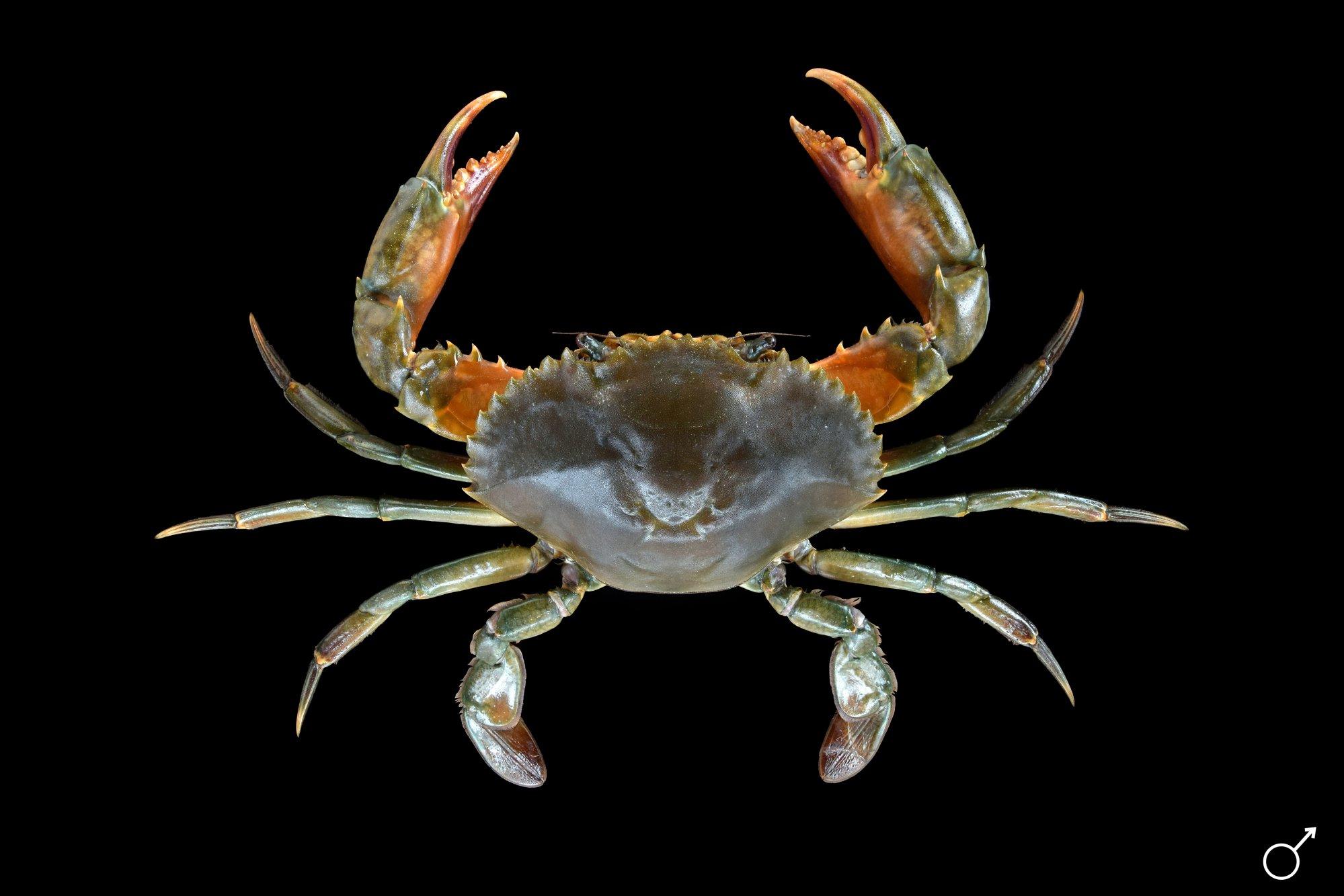 ภาพจากจาก “ปูดำ (Scylla serrata) – Serrated Mud Crab.” Phuket Aquarium. https://phuketaquarium.org/knowleadge/ปูดำ-scylla-serrata-serrated-mud-crab/.CC BY-NC.