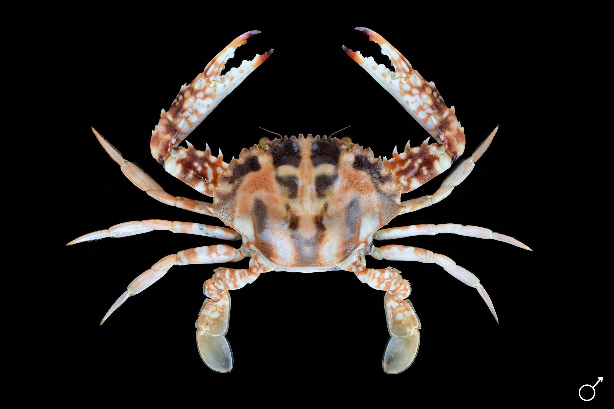 ภาพจาก Charybdis feriata โดย G. & Ph. Poppe, 2015. Crustaceology. https://www.crustaceology.com/product/charybdis-feriata. © G. & Ph. Poppe.CC BY-NC.