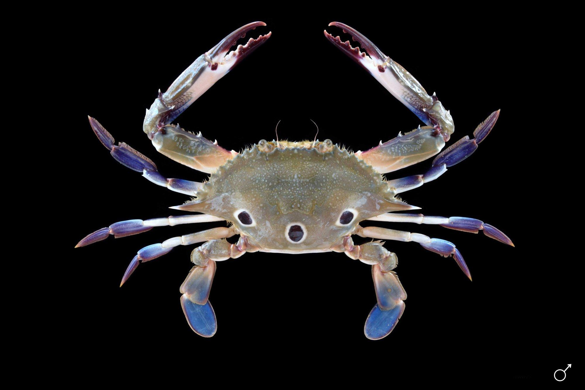 ภาพจาก Portunus sanguinolentus โดย Ondřej Radosta, ไม่ทราบปีที่เผยแพร่. Crab databased(https://www.flickr.com/photos/138009674@N08/47841243232/). CC BY-NC