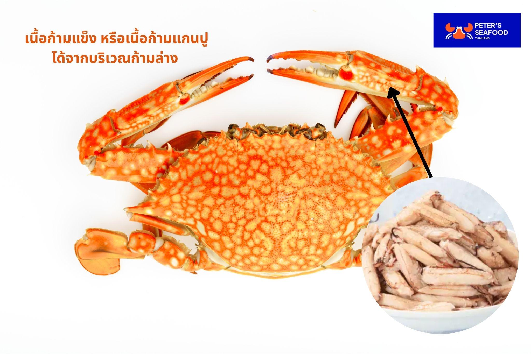 ก้ามแข็งปู